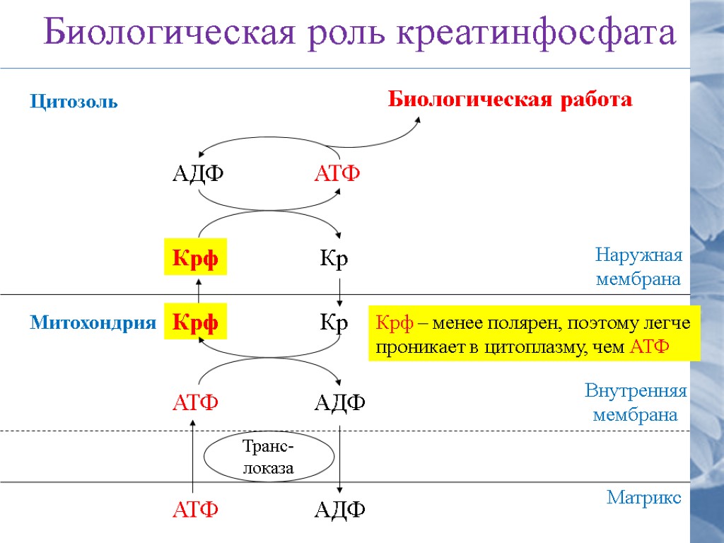 Корнилова йод схема